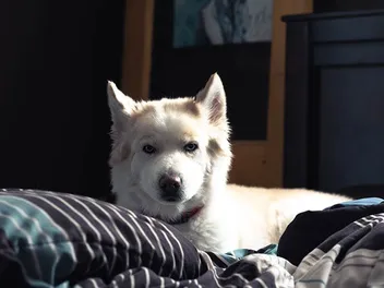 Samusky (Samoyed Husky Mix): Info, Pictures, Care & More
