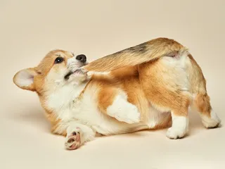 Why Do Dogs Bite Their Tails? 12 Vet-Reviewed Reasons
