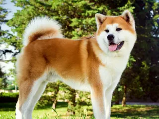 How Dangerous Are Akitas? Vet-Approved Tips, Socialization & FAQ