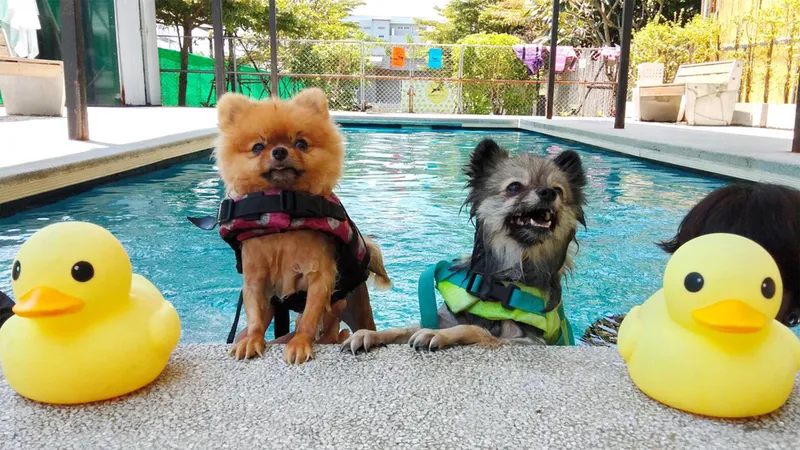 Two small dogs in the swimming pool