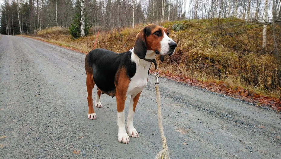 preganant finnish hound