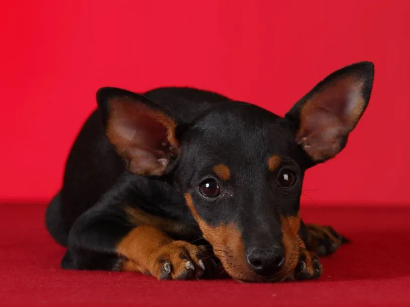 Manchester Toy Terrier