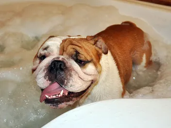 10 Best Dog Shampoos for English Bulldogs in 2026: Reviews & Top Picks