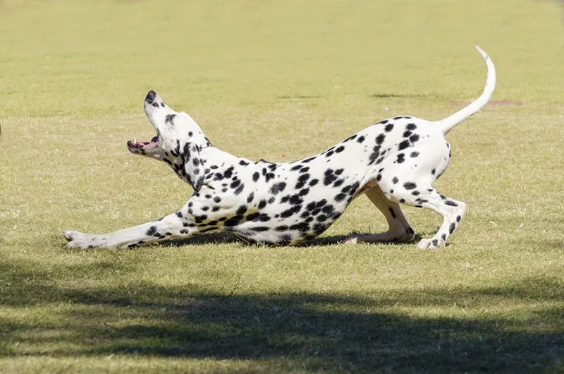 a young dalmatian dog stretching and barking at the park