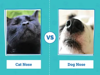 Cat Nose vs Dog Nose: Main Differences Explained (Vet Approved)