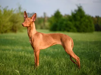 Pharaoh Hound Dog Breed: Info, Pictures, Facts & Traits