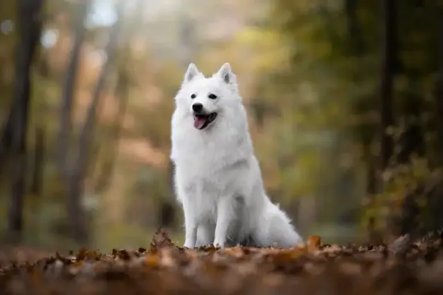 Is a 2-Year-Old Dog Still a Puppy? Vet-Reviewed Maturity Facts