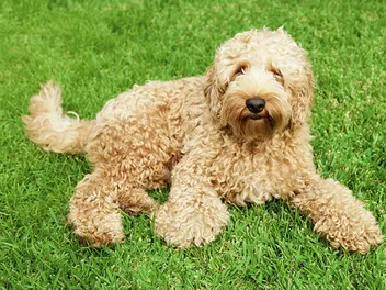 17 Labradoodle Colors & Patterns (With Pictures)