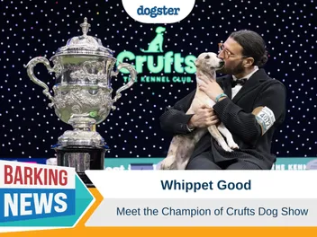 Whippet Good - Meet the Champion of Crufts Dog Show