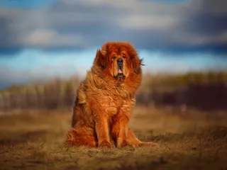 Can You Own a Tibetan Mastiff in the US? Facts & FAQ