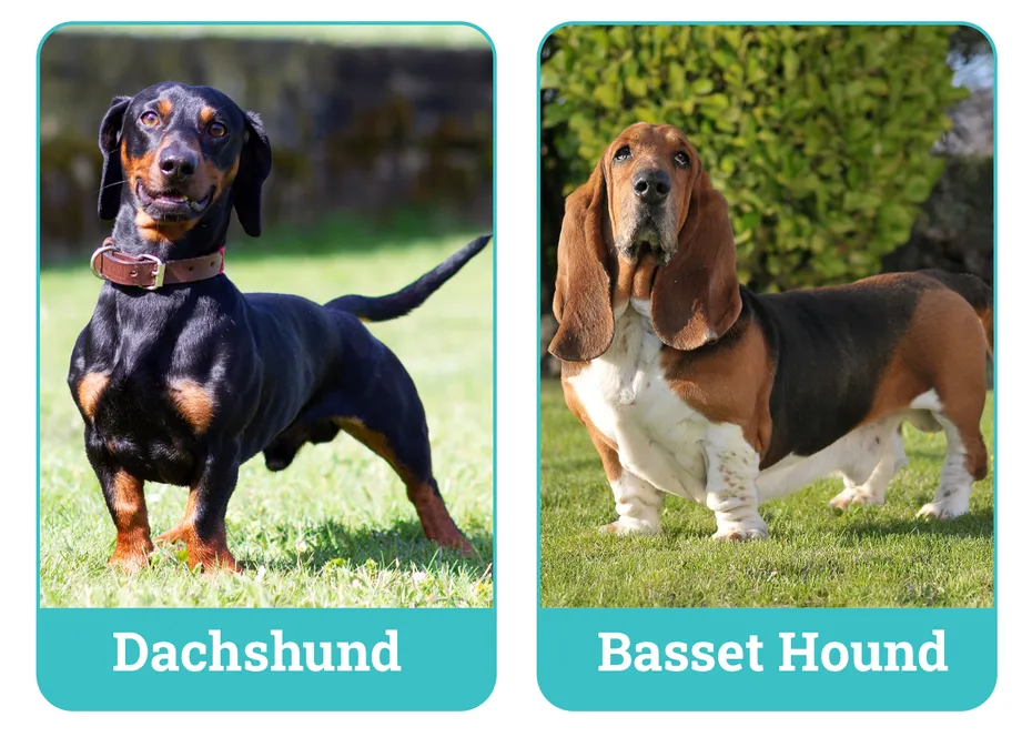 Dachshund vs. Basset Hound