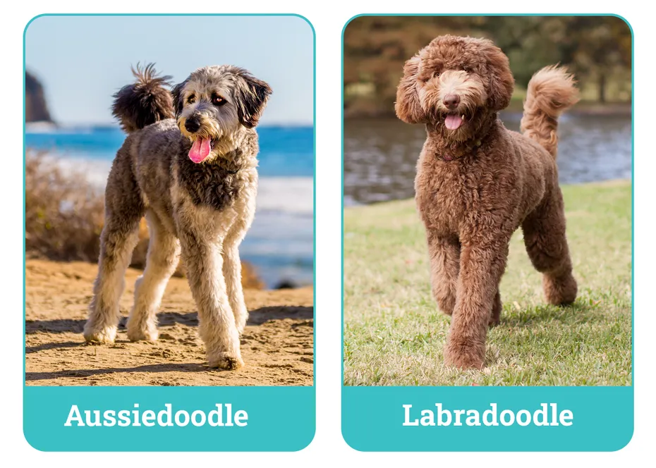 Aussiedoodle vs Labradoodle