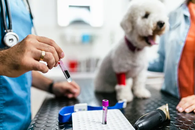 How Can Dogs Be Tested to See If They Are “Purebred”? Vet-Reviewed Facts & FAQ
