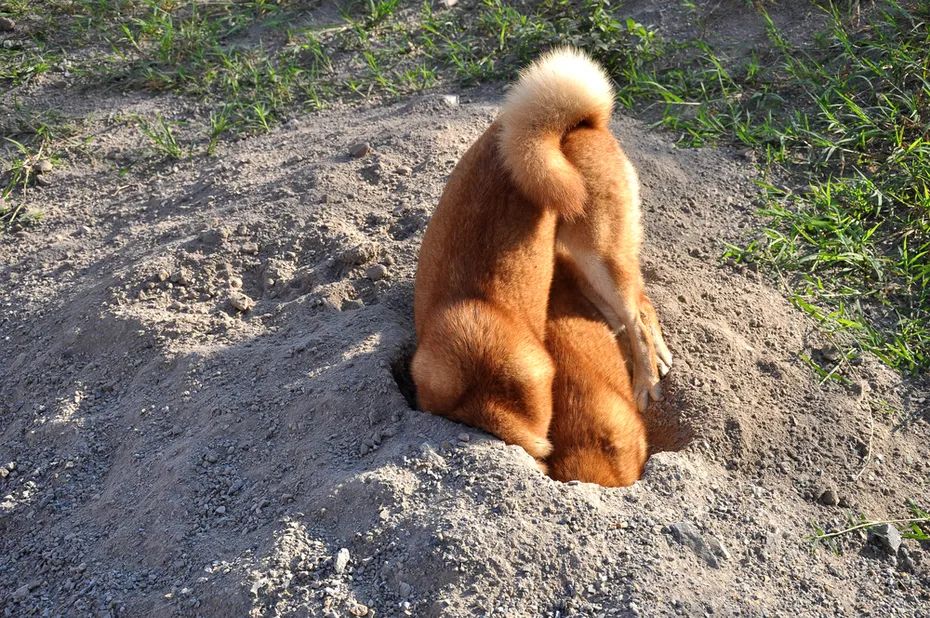 Two dogs digging a hole in the ground