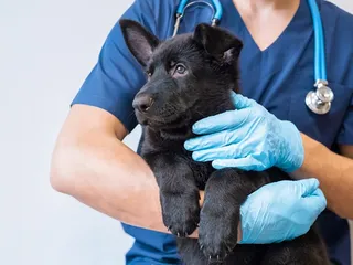 Portosystemic Shunts in Dogs (PSS): Signs, Causes & Treatment (Vet Answer)