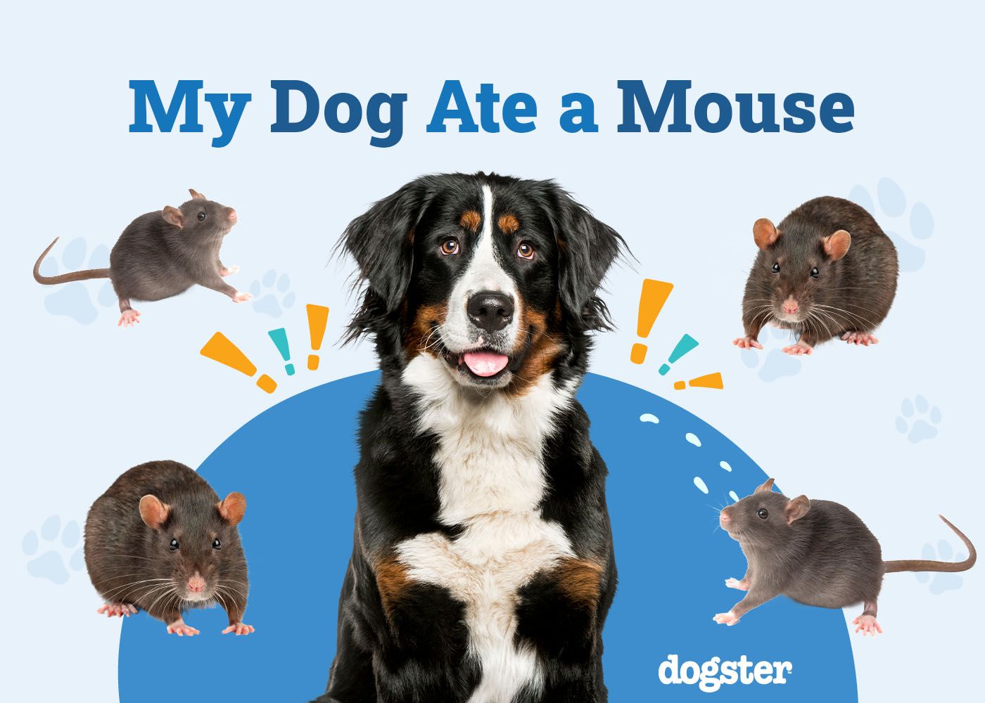 My Dog Ate a Mouse, What Should I Do? Vet Approved Advice