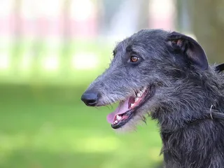 American Staghound Dog Breed: Info, Pictures, Care Guide & More