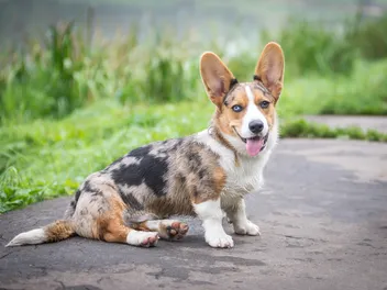 American Corgi (Pembroke & Cardigan Corgi Mix): Info, Pictures, Care & More