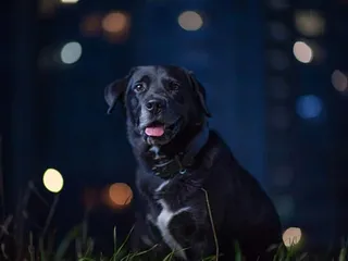 Astrology Alert: What Are Libras Like as Dog Lovers?