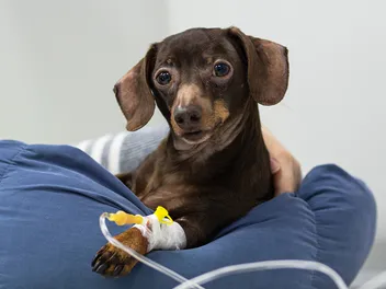 Are There Side Effects of Anesthesia in Dogs? Our Vet Explains Care Tips & FAQ
