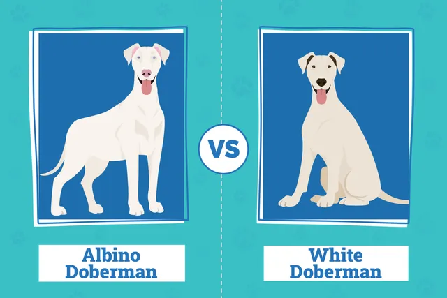 Albino & White Dobermans: Info, Pictures, Origin & History