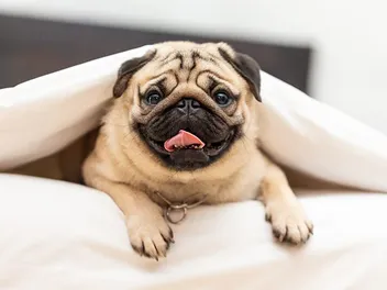 Pugs in the 1800s: Surprising Historical Facts