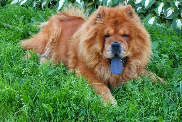 20 Dog Breeds With Blue Tongues (With Pictures)