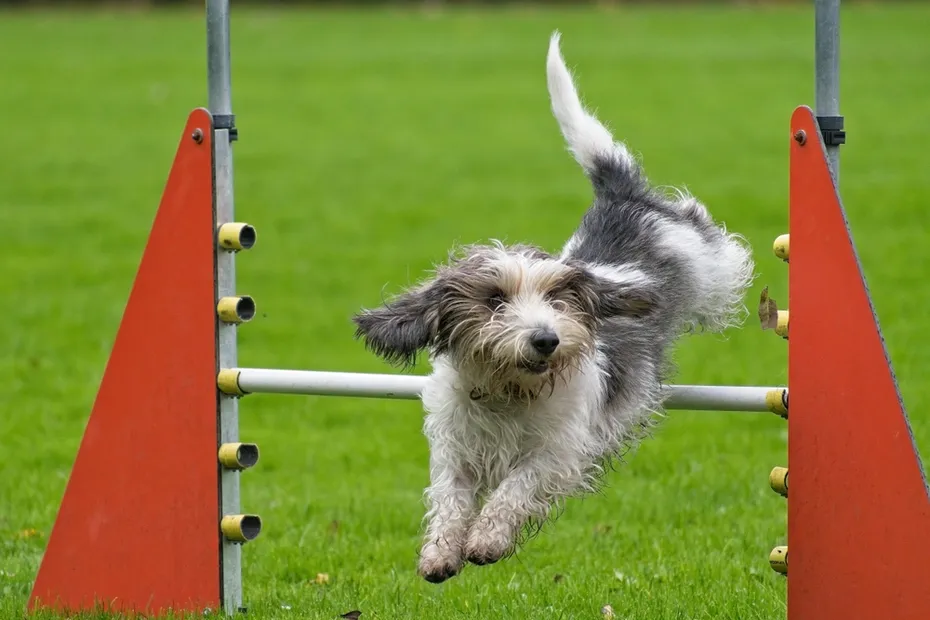Dog jumps, petit basset griffon vendeen