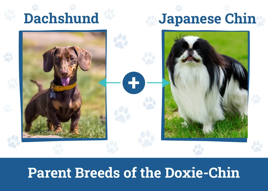 Parent Breeds of the Doxie-Chin