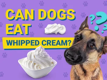 Can Dogs Eat Whipped Cream? Vet-Reviewed Nutrition Facts & Info