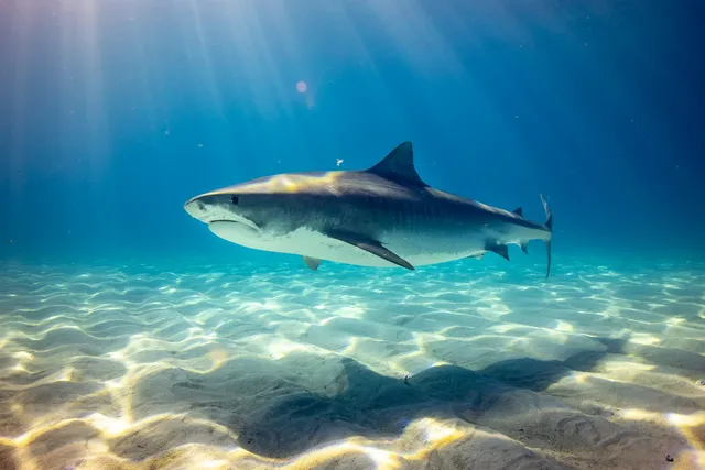 Did the French Use Dogs as Shark Bait? Shocking Facts (Vet Reviewed)