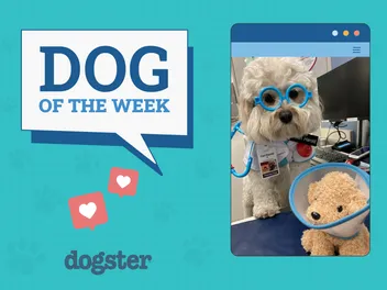 Dogster Photo Contest: Dogs of the Week Winners (November 21, 2024)