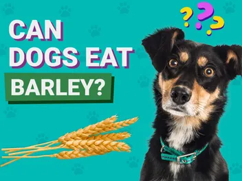 Can Dogs Eat Barley? Vet-Verified Nutrition Facts & Info