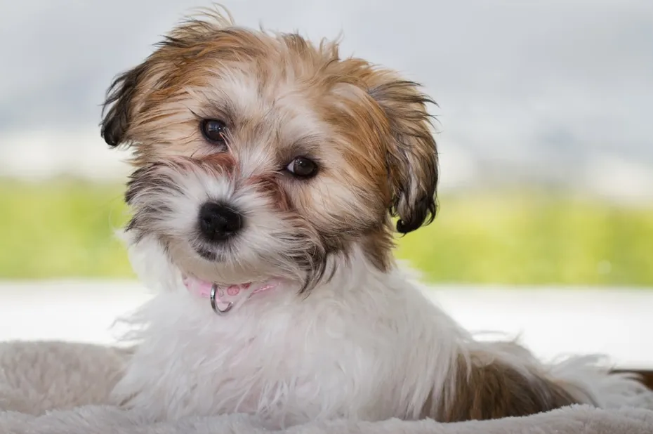 Cavachon dog
