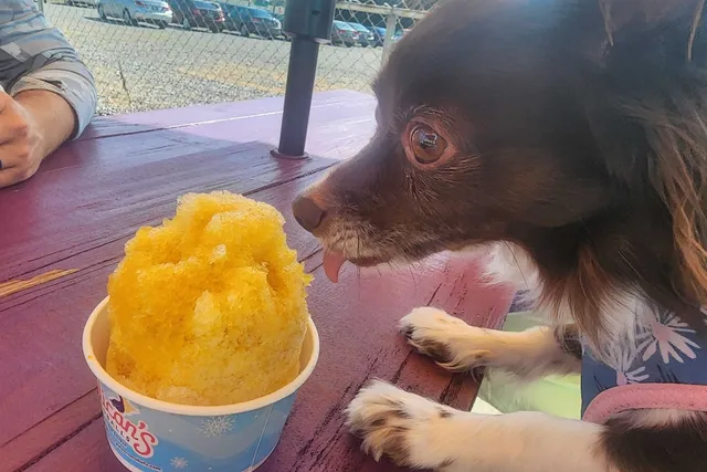 Dog-Friendly Restaurants: What Are Penny’s Favorites?