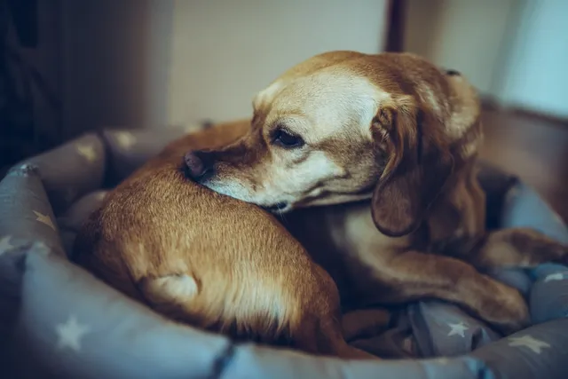 Bed Bugs and Dogs: Vet-Reviewed Facts & Removal Guide