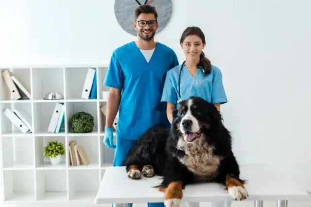 When Do I Spay or Neuter My Bernese Mountain Dog? Vet-Reviewed Facts