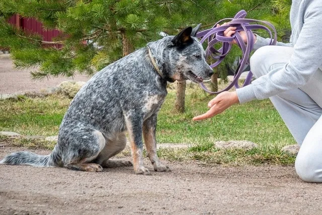 Four Quadrants of Operant Conditioning for Dog Training: Vet-Approved Facts