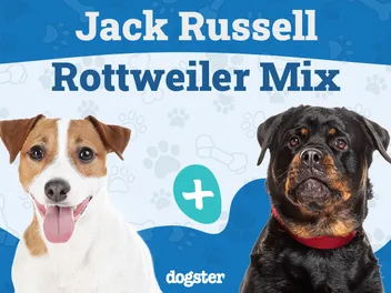 Jackweiler Dog Breed: Info, Pictures, Temperament & Traits