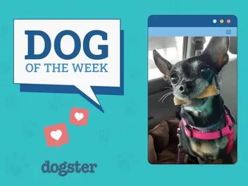 Dogster Photo Contest: Dogs of the Week Winners (December 26, 2024)
