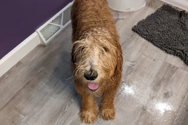 How Often to Bathe a Goldendoodle: Vet-Approved Facts, Tips & FAQ