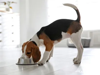 Why Is My Puppy Not Gaining Weight? 6 Vet-Reviewed Reasons