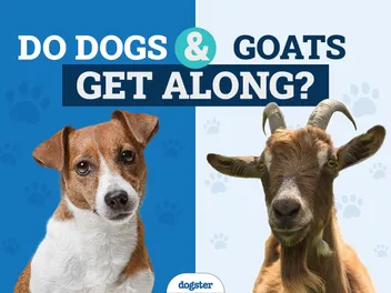 Do Goats and Dogs Get Along? Vet-Approved Facts & FAQ