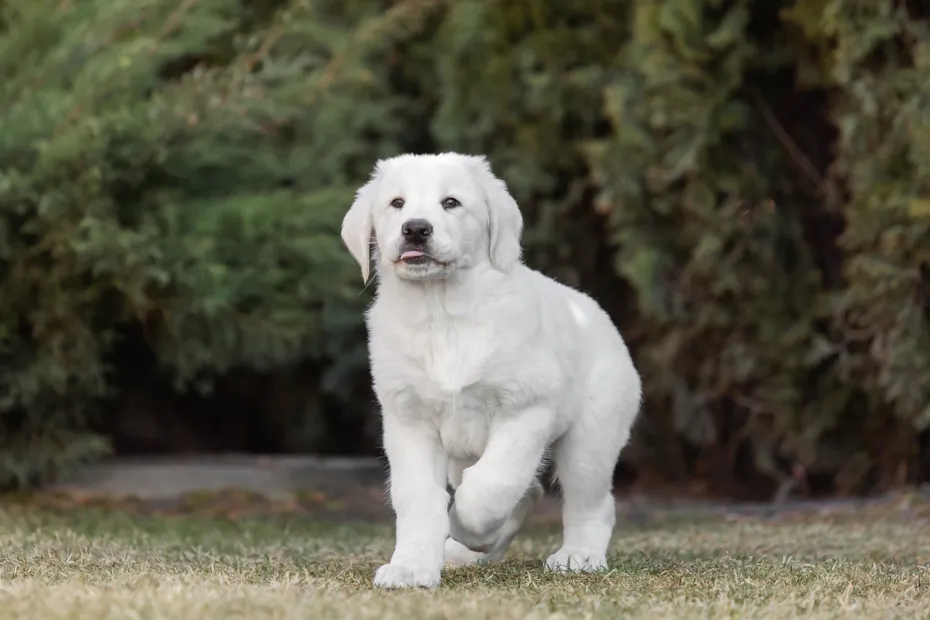Central Asian Shepherd dog puppy walking outdoors