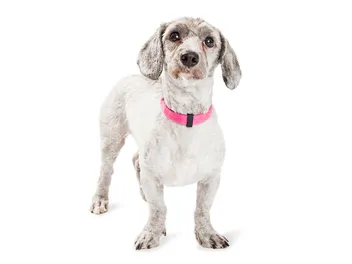 Doxie Poo (Dachshund & Poodle Mix): Info, Pictures, Care & More