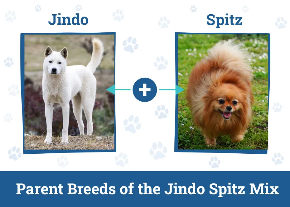 Parent Breeds of the Jindo Spitz Mix