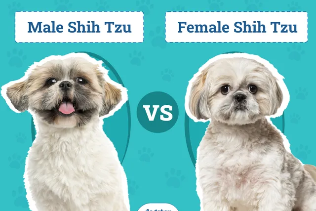 Male vs Female Shih Tzus: What’s the Difference (With Pictures)