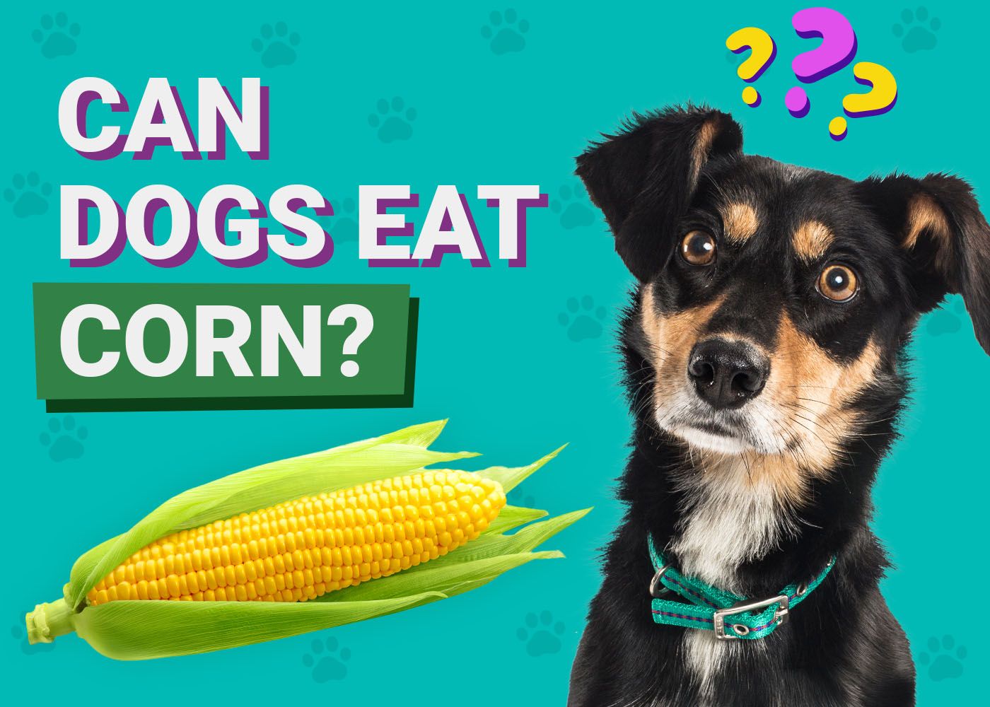 Can Dogs Eat Corn