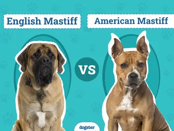 English Mastiff vs. American Mastiff: The Key Differences (With Pictures)