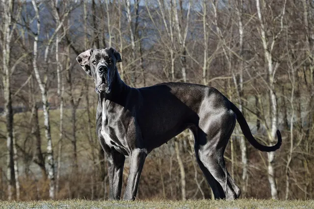 Zeus, the Tallest Dog in the World: Facts About the True Giant